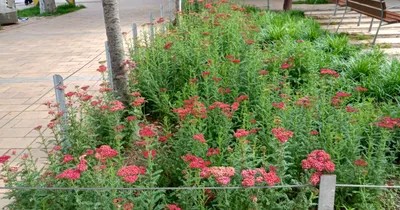 Imagen del anuncio: Oficial jardinero