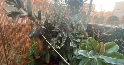 Imagen del anuncio: Jardineroba domicilio