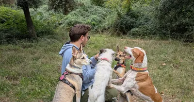 Imagen del anuncio: Cuidador de perros y gatos