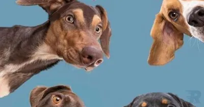 Imagen del anuncio: Paseadora de perros
