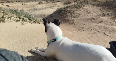 Imagen del anuncio: Acompañamiento y cuidado de mascotas