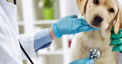 Imagen del anuncio: Veterinario a domicilio Madrid